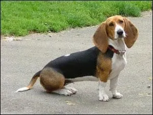 Quelle est la famille du  basset d'Artois  ?