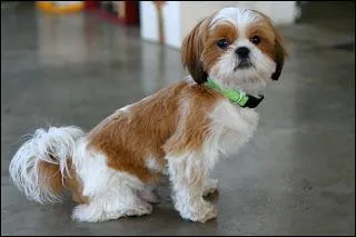 Dans quelle catgorie classeriez-vous le  shih tzu  ?