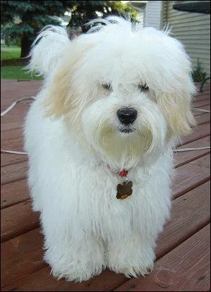 Quelle est la famille du  coton de Tular  ?