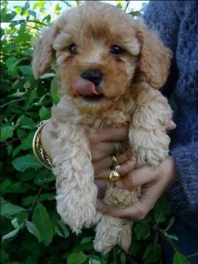 Quelle est la famille du  caniche nain  ?