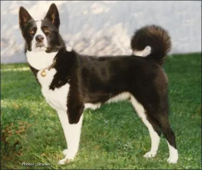 Dans quelle catgorie classeriez-vous le  chien d'ours de Carlie  ?