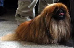 Quelle est la famille du  pkinois  ?