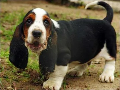 Dans quelle catgorie classeriez-vous le  basset hound  ?