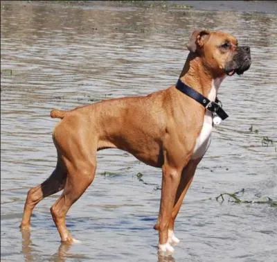 De quel genre de chien le  boxer  fait-il partie ?