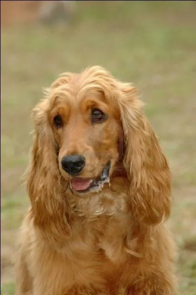 Quelle est la famille du  cocker spaniel  ?