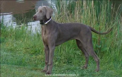 Dans quelle catgorie classeriez-vous le  braque de Weimar  ?