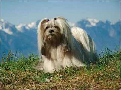 De quel genre de chien le  lhassa apso   fait-il partie ?