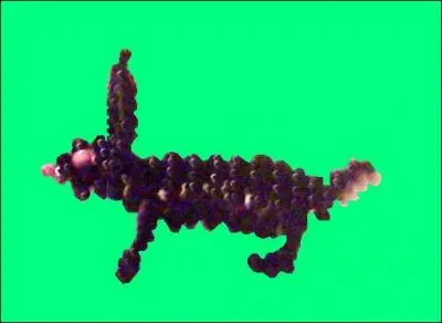 Quel est cet animal ?