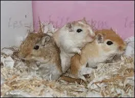 Une gerbille peut avoir une porte de combien de petits ?