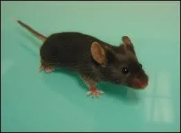 Vrai ou Faux : le pelage de souris ne peut pas comporter trois couleurs (comme par exemple une souris qui aurait un pelage avec du blanc, du gris et du noir)