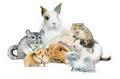 Quiz Souris