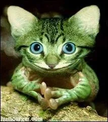 Une grenouille qui voulait se faire plus grosse qu'un chat ! Qui est l'actuel prsident bolivien (ce qui se trouve  la fin des fables de La Fontaine) ?