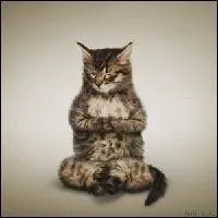 Au yoga, c'est la position du chien, maintenant c'est la position du chat ! C'est l'actuel premier ministre camerounais (trs prsent dans le taijitu) :