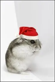 Allons chercher les cadeaux ! C'est l'actuel prsident de l'Isral (il ne doit pas tre mauvais pour duquer) :