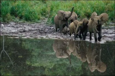 Nous terminerons notre priple par les habitants d'une ville d'un magnifique pays, encore  peu prs prserv, les  Port-Gentillais  !