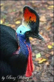 Que reprsente cet animal ?