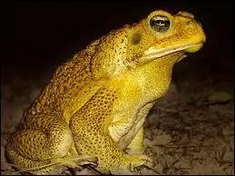 Que reprsente cet animal ?