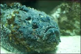 Que reprsente cet animal ?