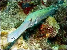 Que reprsente cet animal ?