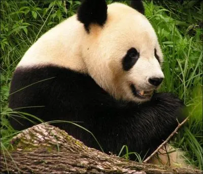 Combien de temps doivent manger les pandas géants pour survivre ?
