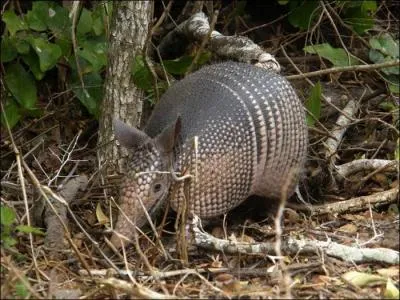 Combien de bandes a le tatou ?