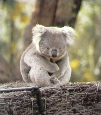 Le koala se nourrit de...