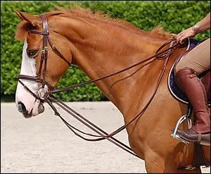 Est-ce que les rnes allemandes peuvent tre utilises  la longe ? (Cette photo ne correspond en rien avec la question. )