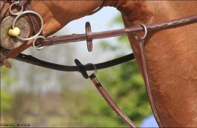 Cette martingale (photo) est-elle bien ajuste ?