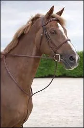 Bon, maintenant comme appelle-t-on cette martingale ?