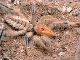 Quel est cet arachnide ?