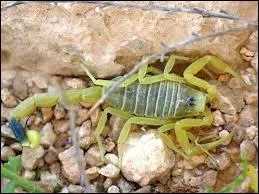 Quel est cet arachnide ?