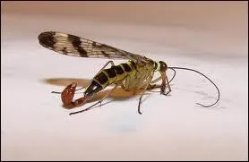 Quel est cet insecte ?