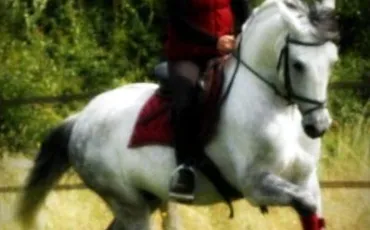 Quiz Galop 4