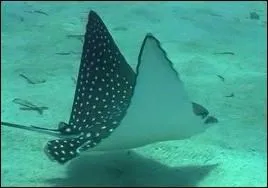 Le mot commence par : Porte ...