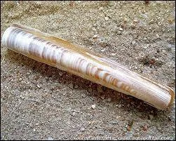 Le mot commence par : Porte ...