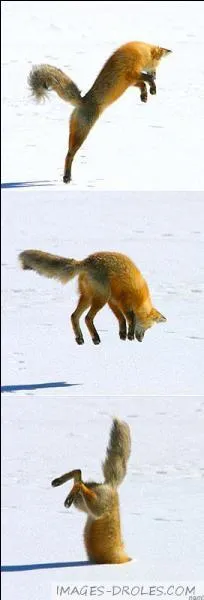 Combien existe-t-il de genres de renards ? (Je ne parle pas de l'espce)