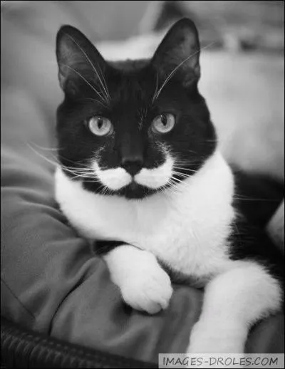 Dites-moi  Il boit du lait  en anglais :