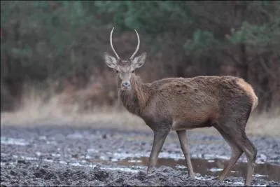 Jeune ado cer(f)vel !