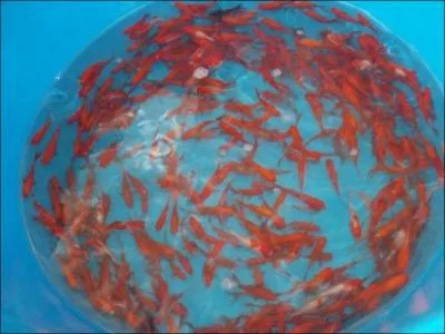 Petit crustac, elle fait le bonheur des carassins de la photo !