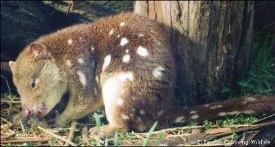 Mammifre carnivore australien !