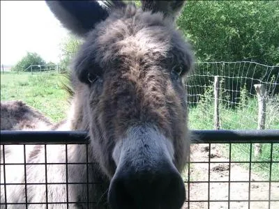 Dans quel domaine l'ne est-il le meilleur ?