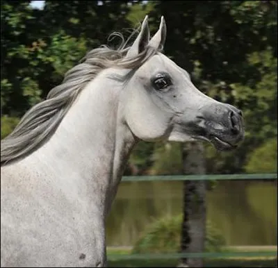 Quelle est cette race ?