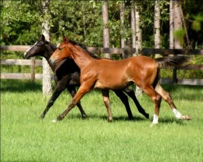 Comment s'appelle le bb du cheval ?