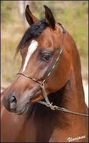 Comment appelle-t-on la tache banche que certains chevaux ont sur la tte ?