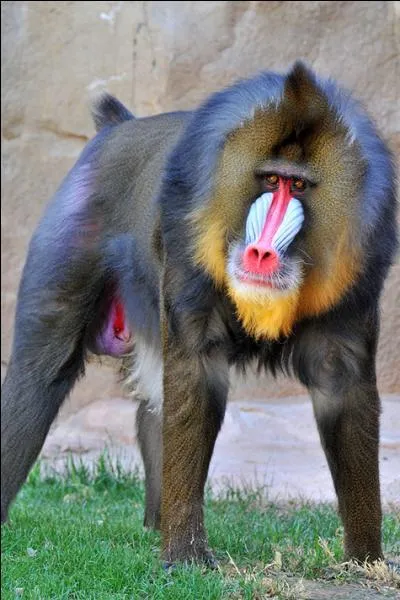 Ce primate est mondialement connu sous le nom de  Rafiki  dans  Le Roi Lion , mais quelle est son espce ?