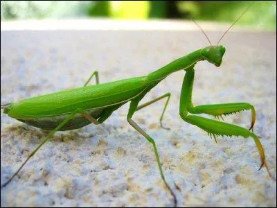 Quelle est la particularit de la mante-religieuse ?