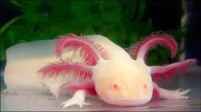 Quel est le nom de cet amphibien ?