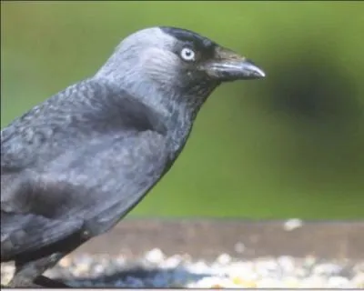 Quel corbeau n'est pas class nuisible ?