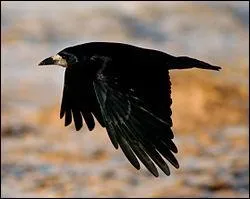  Je poussais alors le volet, et, un tumultueux battement d'ailes, entra un majestueux corbeau, digne des anciens jours.   Qui a crit ces vers ?