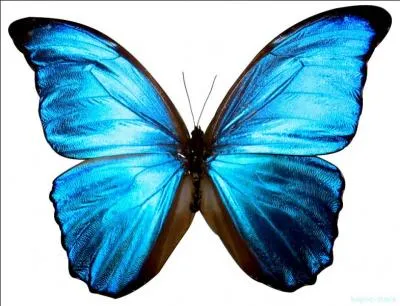 Son plumage a des reflets mtalliques dus  une ... des plumes.